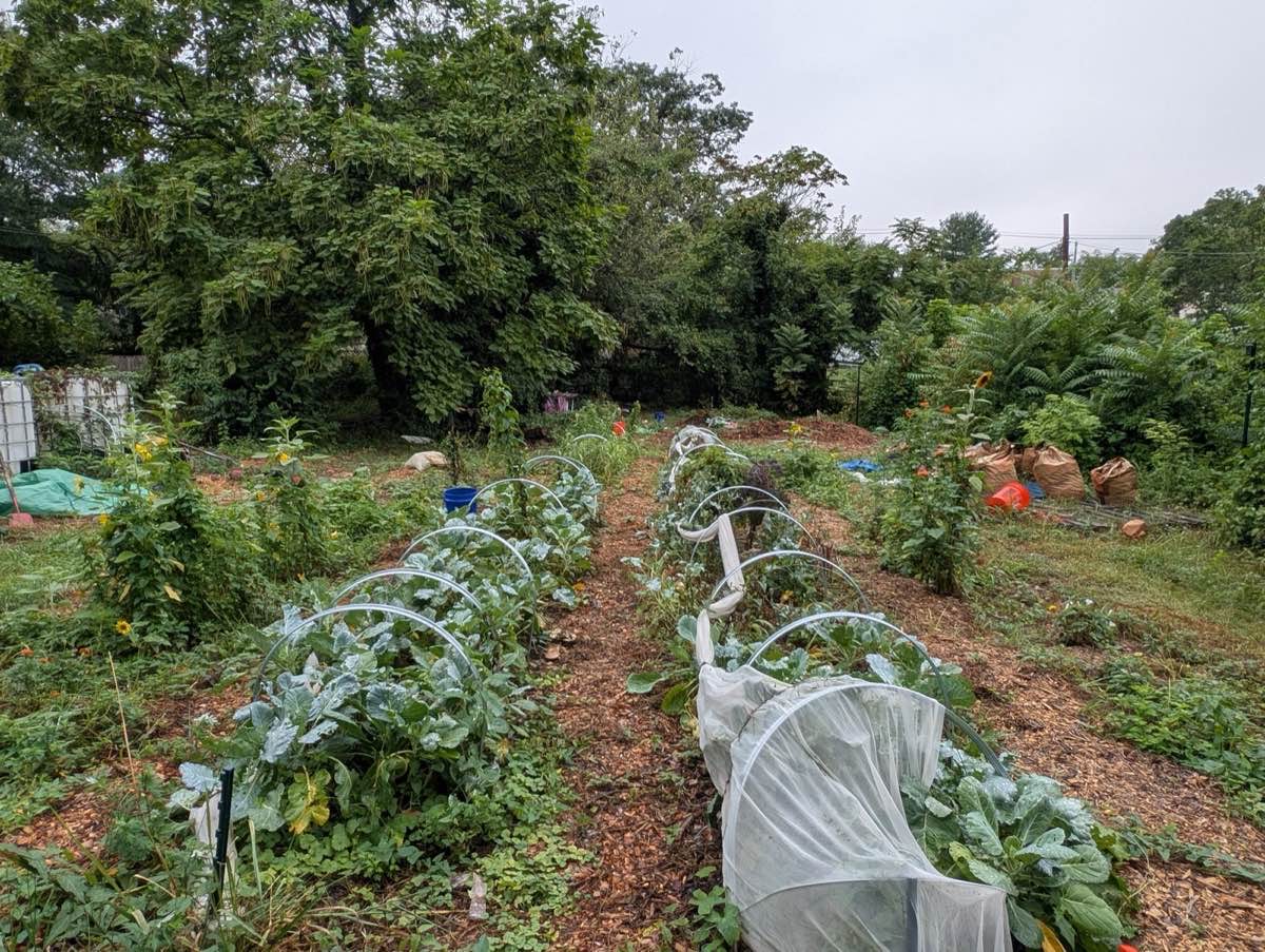 Sennel Gardens urban farm at peak season